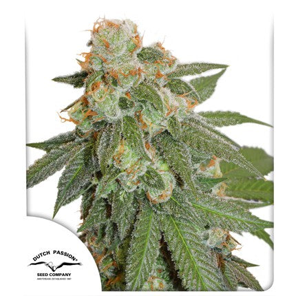 DUTCH PASSION - ORANGE BUD AUTO