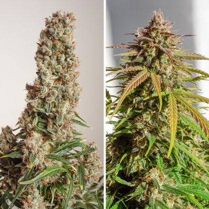 DUTCH PASSION - ORANGE BUD AUTO