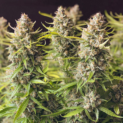 DUTCH PASSION - ORANGE BUD AUTO