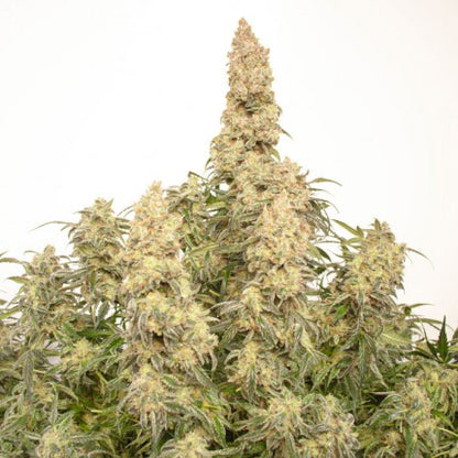 DUTCH PASSION - ORANGE BUD AUTO