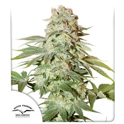 DUTCH PASSION - POWER PLANT AUTO