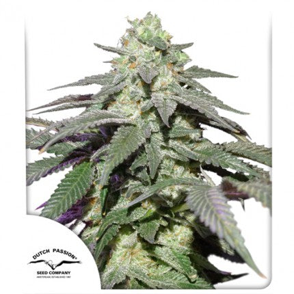 DUTCH PASSION - SKYWALKER HAZE AUTO