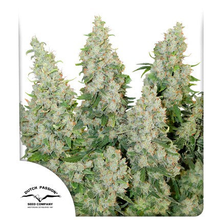 DUTCH PASSION - THINK DIFFERENT AUTO