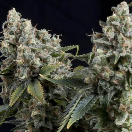 PYRAMID SEEDS - TUTANKHAMON AUTO