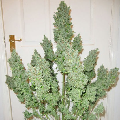 DUTCH PASSION - ULTIMATE AUTO