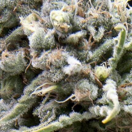 PYRAMID SEEDS - WHITE WIDOW CBD AUTO