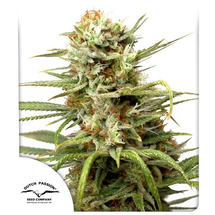 DUTCH PASSION - WHITE WIDOW AUTO