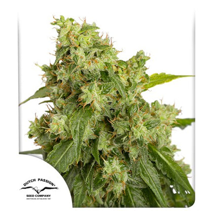 DUTCH PASSION - XTREME AUTO