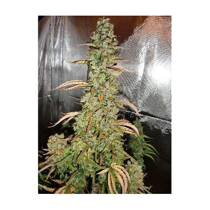 DUTCH PASSION - XTREME AUTO