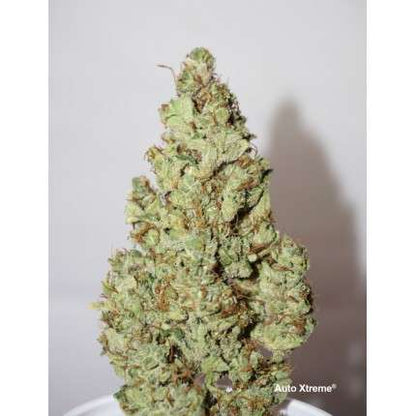 DUTCH PASSION - XTREME AUTO