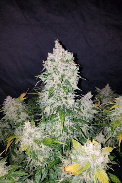 FAST BUDS - STARDAWG AUTO