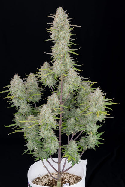 FAST BUDS - WEDDING CHEESECAKE AUTO