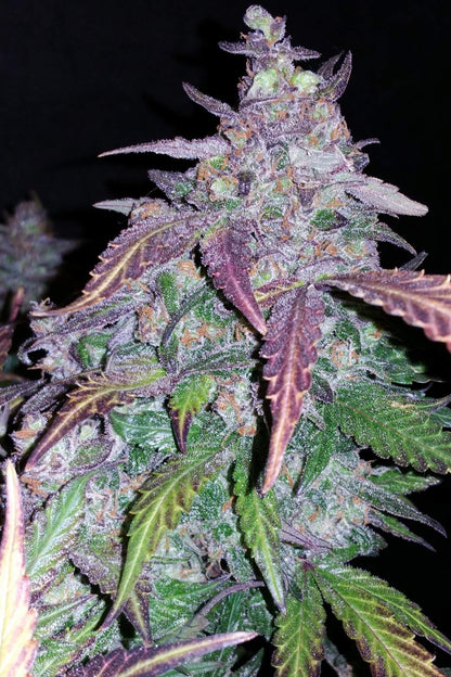 FAST BUDS - FASTBERRY AUTO