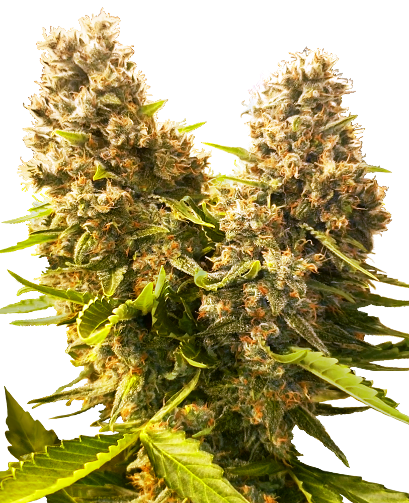 SENSI SEEDS - BANANA KUSH CAKE AUTO - RESEARCH