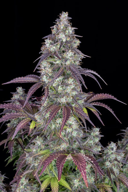 FAST BUDS - LEMON PIE AUTO