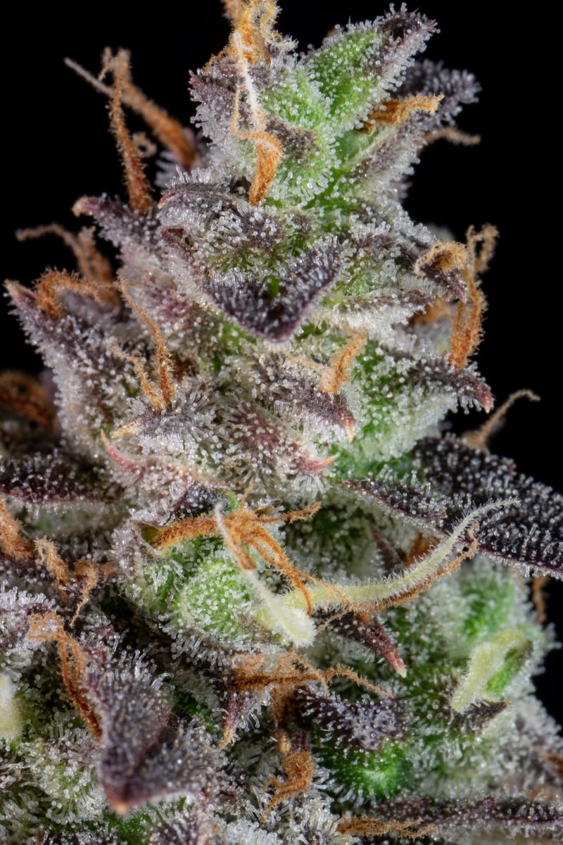 FAST BUDS - LEMON PIE AUTO