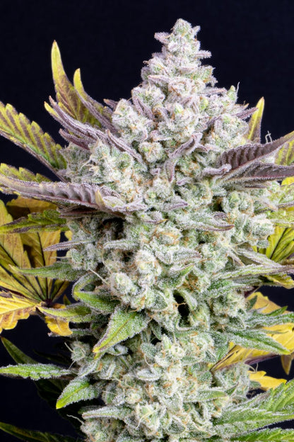 FAST BUDS - GORILLA COOKIES AUTO