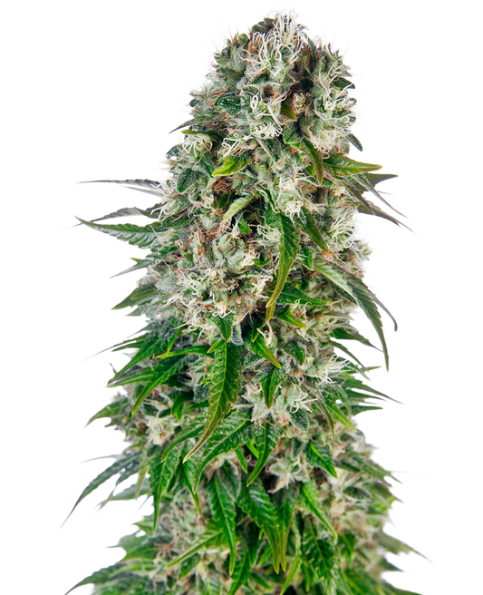 SENSI SEEDS - BIG BUD AUTOMATICA - REDUX SERIES