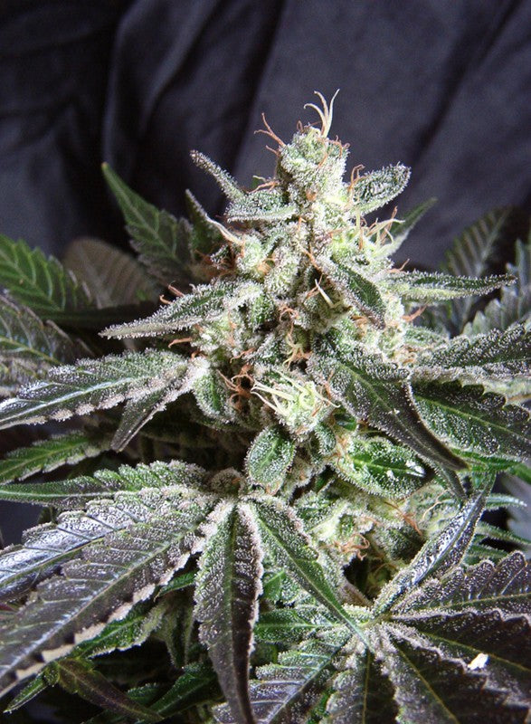 SWEET SEEDS - BLACK JACK FEM