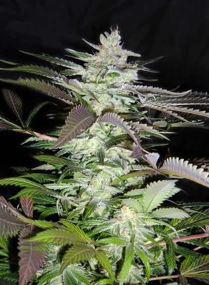 SWEET SEEDS - BLACK JACK FEM