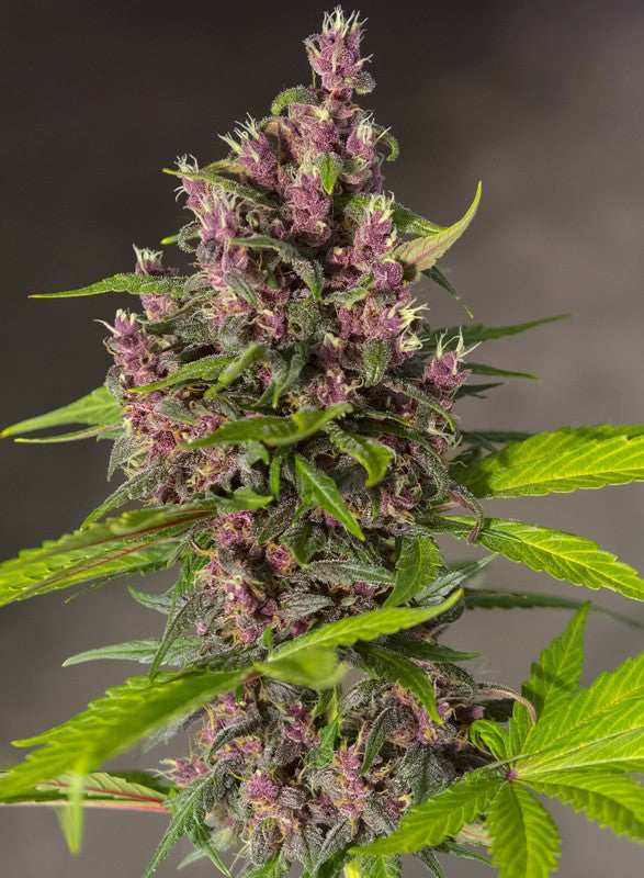 SWEET SEEDS - BLOODY SKUNK AUTO