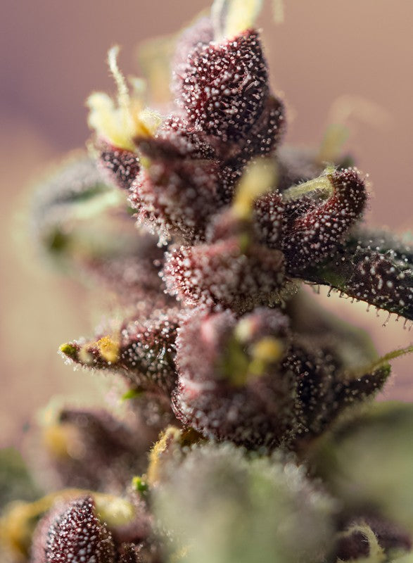 SWEET SEEDS - BLOODY SKUNK AUTO