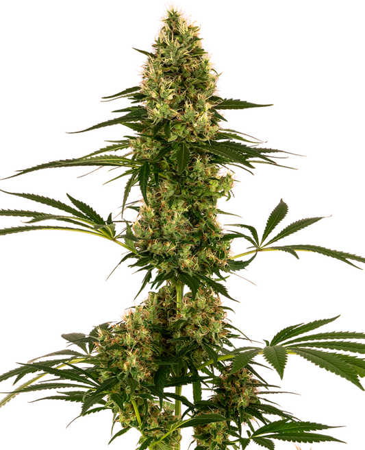 SENSI SEEDS - BLUE BULLET AUTO (EX SENSI #119 AUTO)
