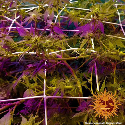 BARNEY'S FARM - BLUEBERRY CHEESE AUTO