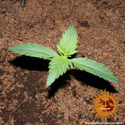 BARNEY'S FARM - BLUEBERRY CHEESE AUTO