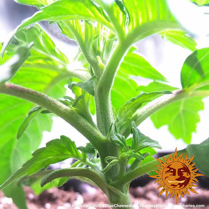BARNEY'S FARM - BLUEBERRY CHEESE AUTO