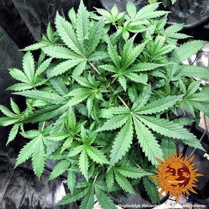 BARNEY'S FARM - BLUEBERRY CHEESE AUTO
