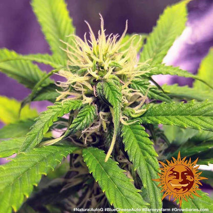 BARNEY'S FARM - BLUEBERRY CHEESE AUTO