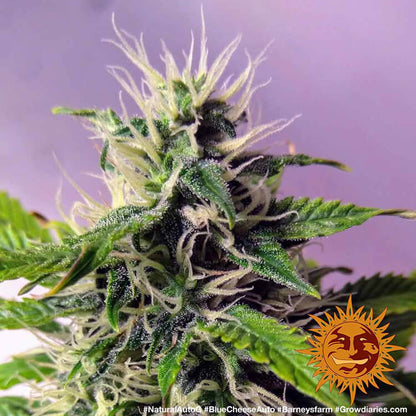 BARNEY'S FARM - BLUEBERRY CHEESE AUTO