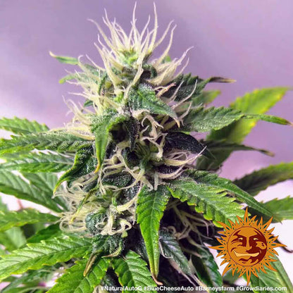 BARNEY'S FARM - BLUEBERRY CHEESE AUTO