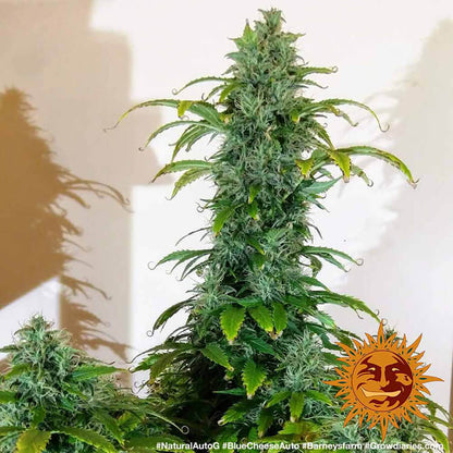 BARNEY'S FARM - BLUEBERRY CHEESE AUTO
