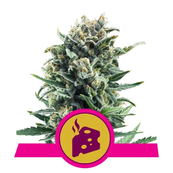 ROYAL QUEEN SEEDS - BLUE CHEESE FEMMINIZZATA