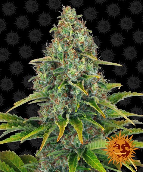 BARNEY'S FARM - BLUEBERRY CHEESE AUTO