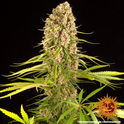 BARNEY'S FARM - BLUEBERRY CHEESE FEM