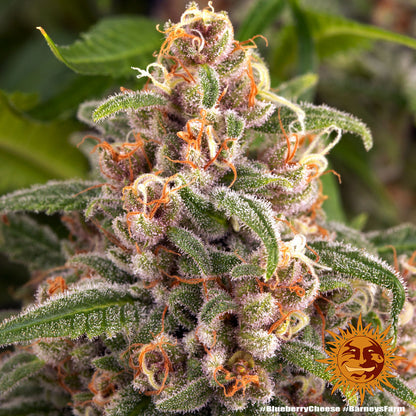 BARNEY'S FARM - BLUEBERRY CHEESE FEM