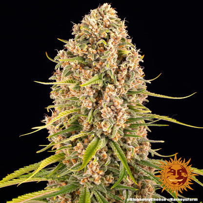 BARNEY'S FARM - BLUEBERRY CHEESE FEM