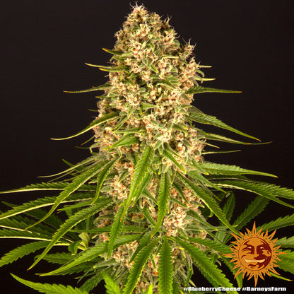 BARNEY'S FARM - BLUEBERRY CHEESE FEM