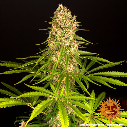 BARNEY'S FARM - BLUEBERRY CHEESE FEM