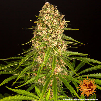 BARNEY'S FARM - BLUEBERRY CHEESE FEM
