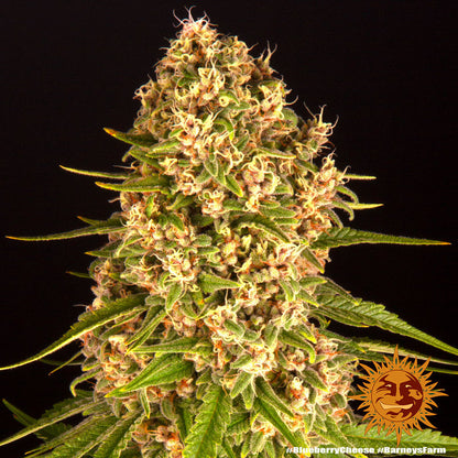 BARNEY'S FARM - BLUEBERRY CHEESE FEM
