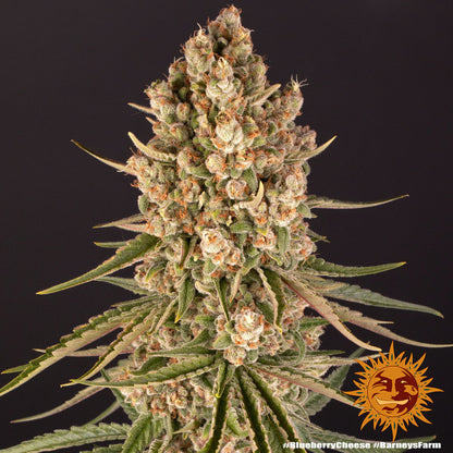BARNEY'S FARM - BLUEBERRY CHEESE FEM