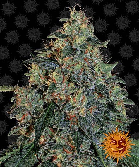 BARNEY'S FARM - BLUEBERRY OG FEM