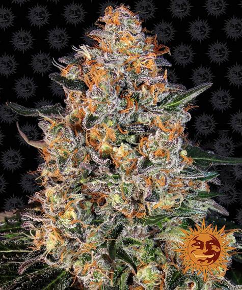 BARNEY'S FARM - BUBBA KUSH FEM