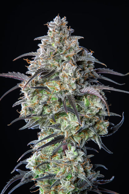FAST BUDS - MIMOSA CAKE AUTO