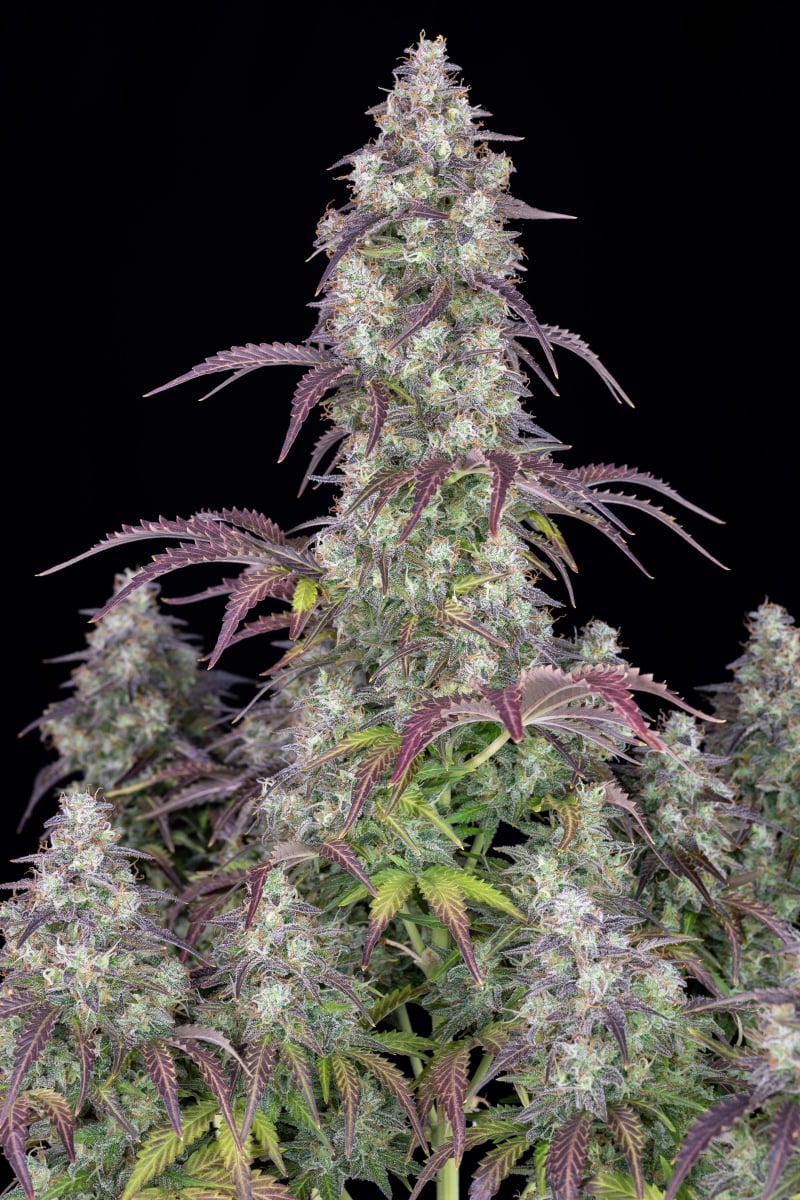 FAST BUDS - LEMON PIE AUTO