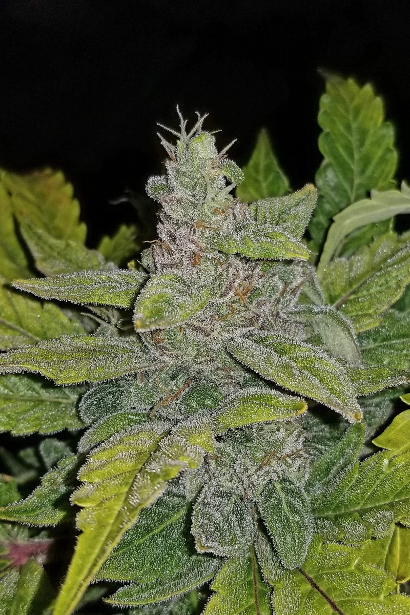 FAST BUDS - CBD CRACK AUTO